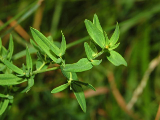 Hypericum perforatum